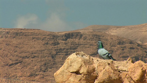 以色列马萨达死海西南海岸古老堡垒上的两只鸽子15秒视频