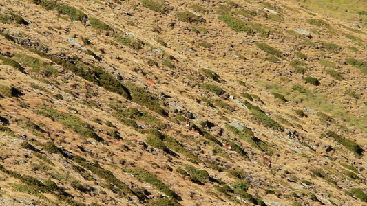 空中拍摄阿尔卑斯山上羚羊视频