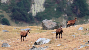 阿尔卑斯山上的藏羚羊21秒视频