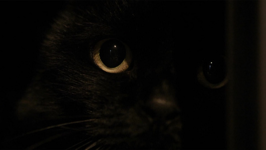 黑色的小猫视频