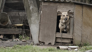 一只年狗从花园里一所木制小屋探出头来24秒视频