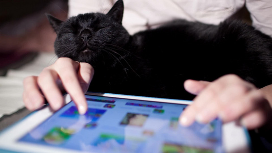 女人抱一只黑猫在使用平板电脑视频