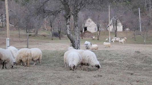 草地上有很多羊视频