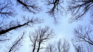 冬天仰望蓝天下的橡树24秒视频