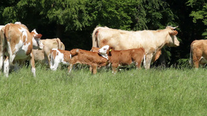 牧场上的牛群在吃草15秒视频