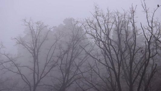 雾中的树视频