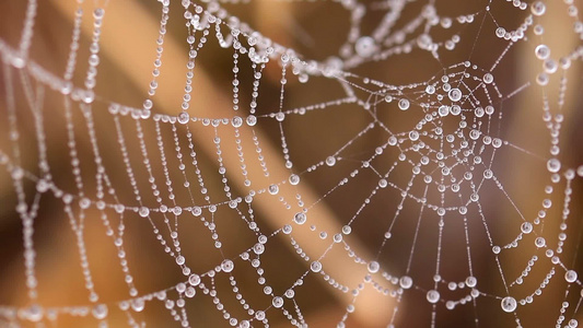 早上美丽的蜘蛛网上挂着露珠视频