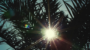 阳光在棕榈叶中闪烁映衬着晴朗的天空10秒视频