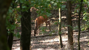 森林里一只鹿在吃草26秒视频
