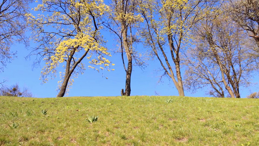 青山上春天开花的树视频