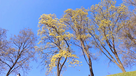 春天开花的树视频