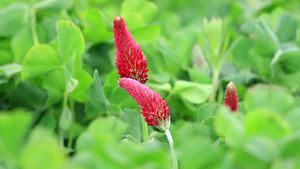 三叶草花田开出了深红色的花朵19秒视频