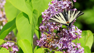 美丽的燕尾蝴蝶吮吸花蜜24秒视频