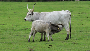 小乳牛在牧场上吃奶15秒视频