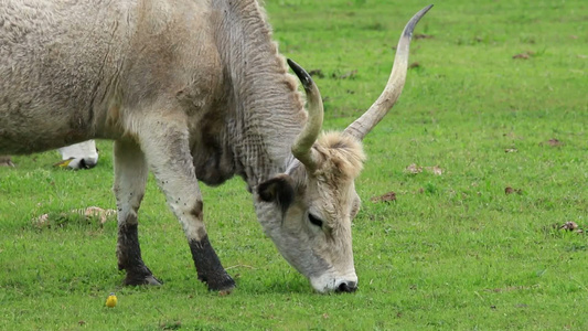 匈牙利灰牛在牧场吃草视频