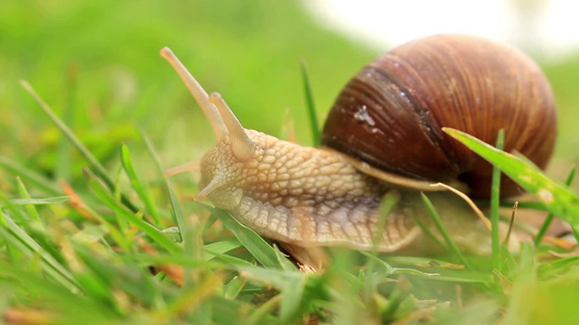 在草地上爬行的蜗牛视频