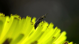 绿色植物上的小虫子14秒视频