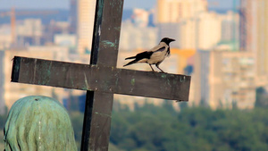 乌克兰基辅圣弗拉基米尔纪念碑上有小鸟20秒视频