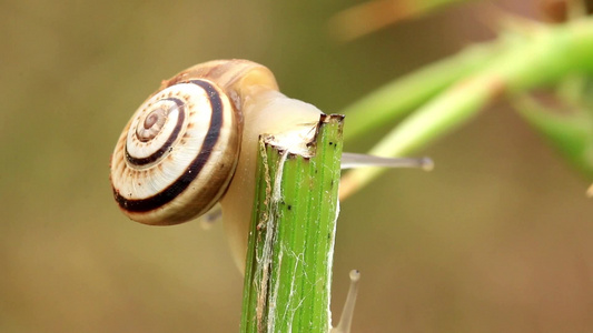 植物茎上爬行的小蜗牛视频