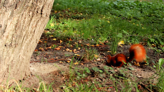 可爱的毛茸茸的松鼠在树附近的地上寻找食物视频