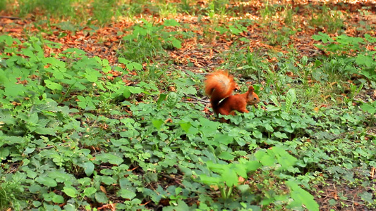 可爱毛茸茸的松鼠用前爪在高草里挖坚果然后逃跑了视频