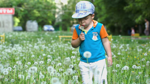 小孩子吹蒲公英花瓣29秒视频