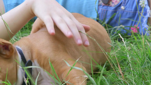 草地上睡觉的小狗22秒视频