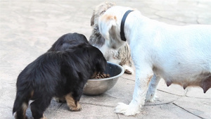 小狗从碗里吃东西29秒视频