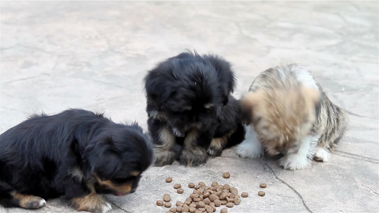 三只小狗在院子里吃东西视频
