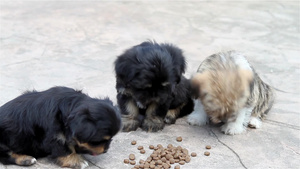 三只小狗在院子里吃东西7秒视频