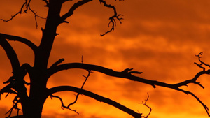 在燃烧的日落背景下的一棵树剪影29秒视频