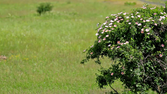 玫瑰灌木自然景观视频