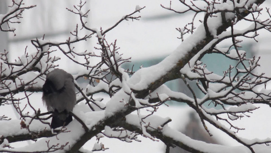 乌鸦坐在白雪覆盖的树枝上视频