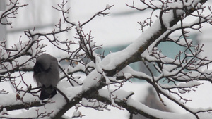 乌鸦坐在白雪覆盖的树枝上20秒视频