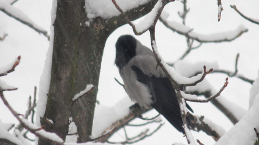 乌鸦坐在白雪覆盖的树枝上视频