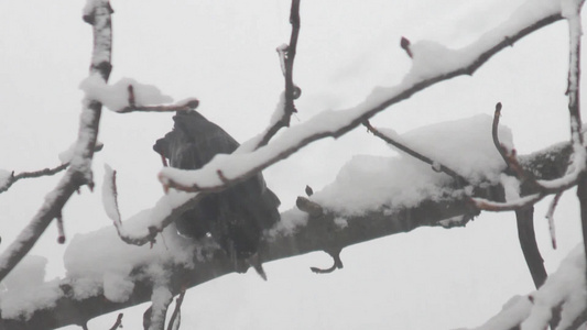 乌鸦坐在白雪覆盖的树枝上[傻鸟]视频
