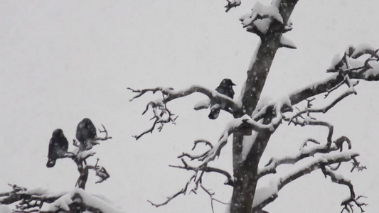 乌鸦在白雪覆盖的树枝上视频