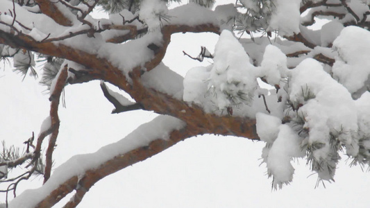 白雪覆盖的松树在落雪的背景上视频