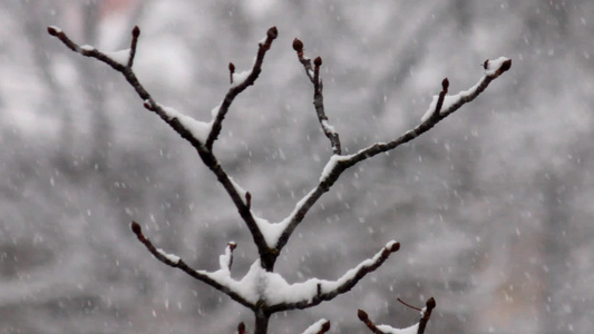 白雪覆盖的树枝在大雪的背景下视频