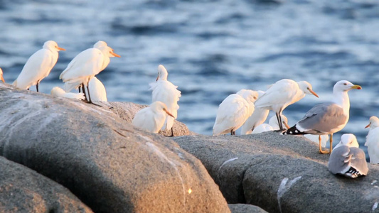 在风中一群小白鹭在岩石上休憩视频