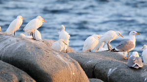 在风中一群小白鹭在岩石上休憩20秒视频