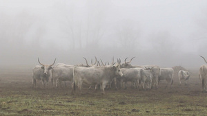 匈牙利大牧场的灰牛24秒视频