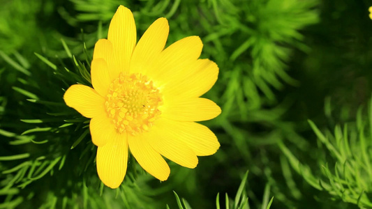 一朵黄色的花朵在风中摇曳[婆娑起舞]视频
