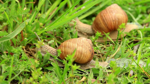 勃艮第蜗牛在绿色的草地上爬行15秒视频