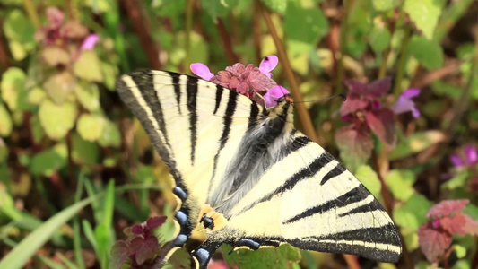 美丽的蝴蝶吮吸花蜜视频