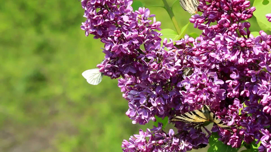 昆虫从丁香花丛中吮吸花蜜视频