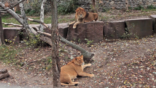几只非洲狮子在秋天的动物园里休息视频