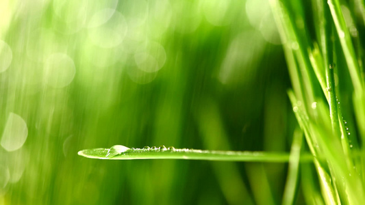 雨下的新鲜青草视频