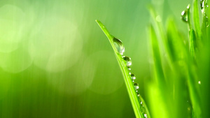 雨下的新鲜青草27秒视频