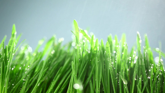 雨水滴落在青草上视频